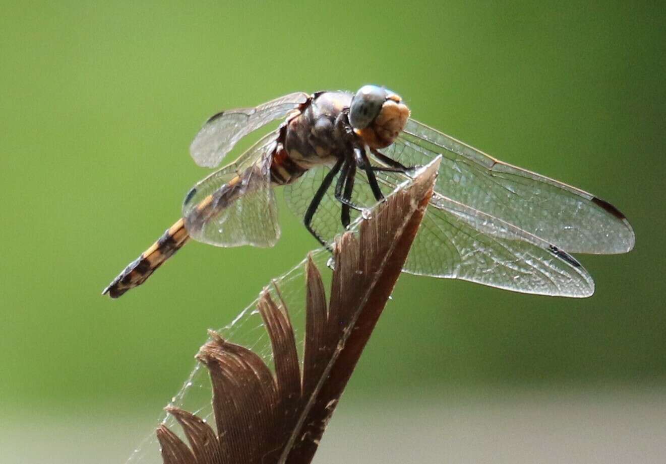 Image of Southern Riverking