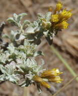 Image of Helichrysum lucilioides Less.