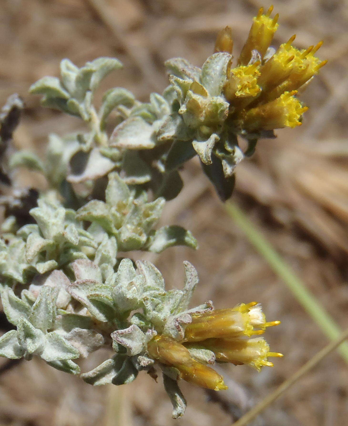 Слика од Helichrysum lucilioides Less.