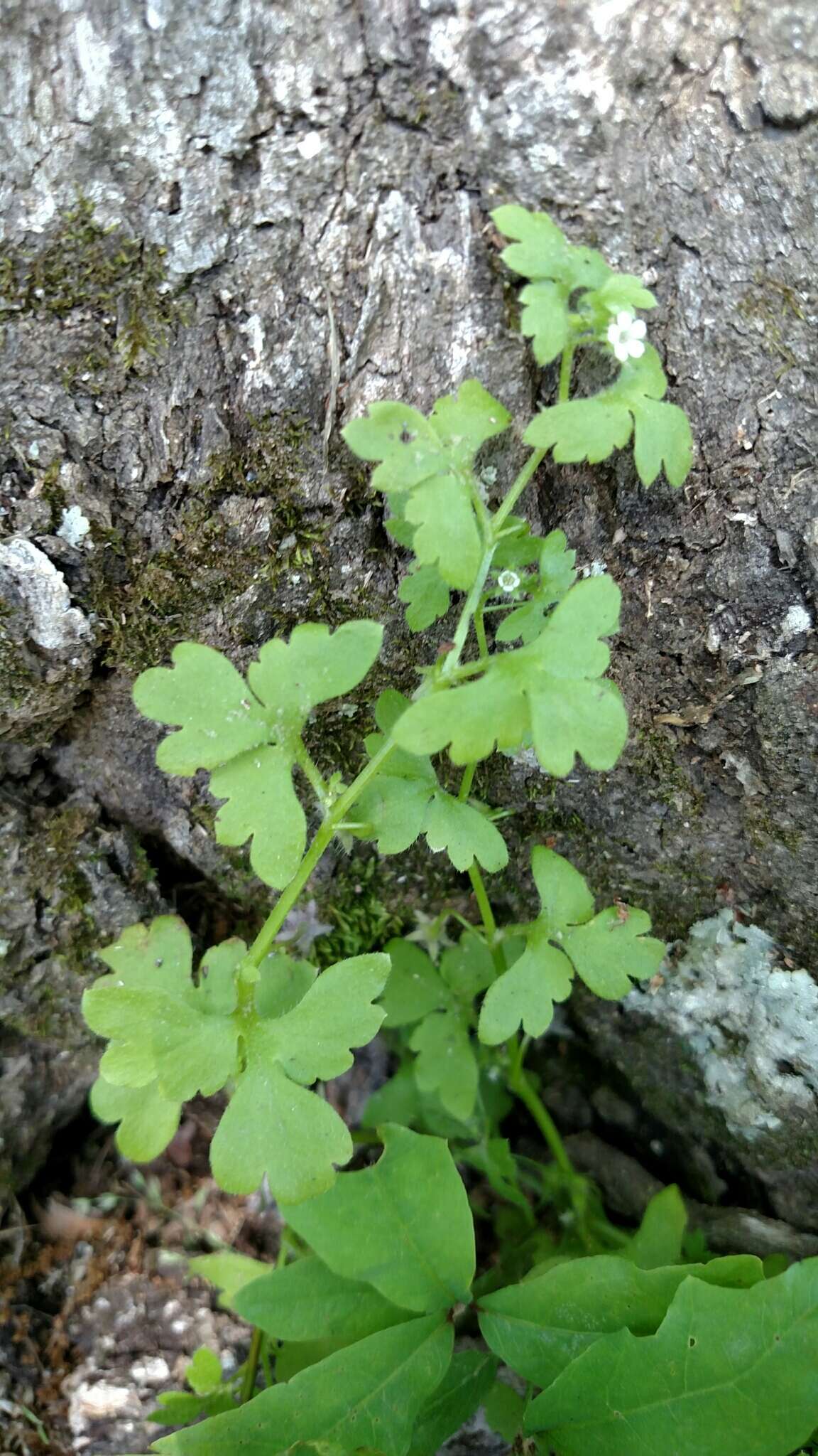 صورة Nemophila aphylla (L.) Brummitt