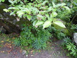 Image of Viburnum erubescens Wall.