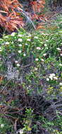Image of Metalasia erectifolia Pillans