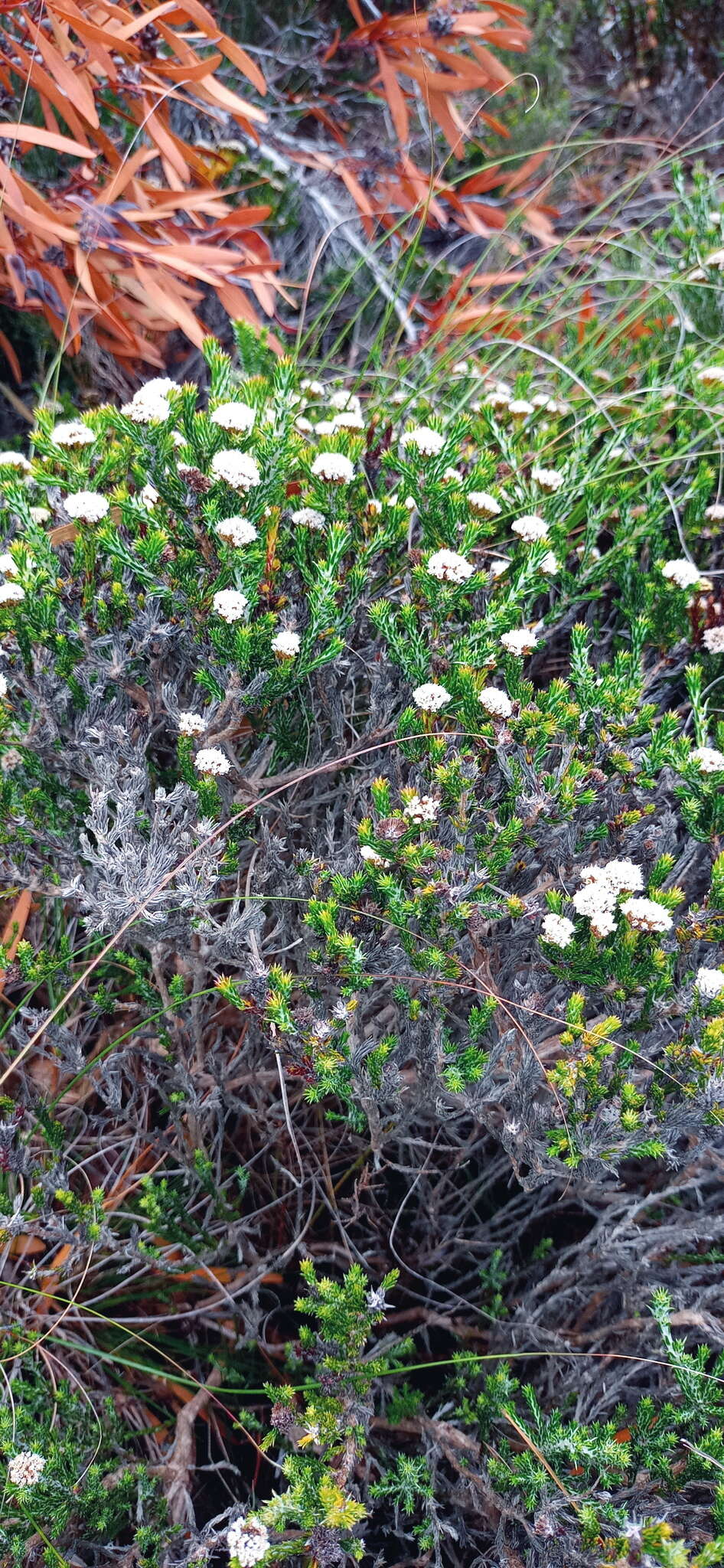 Image of Metalasia erectifolia Pillans