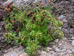Image of Artemisia nivalis Br.-BI.