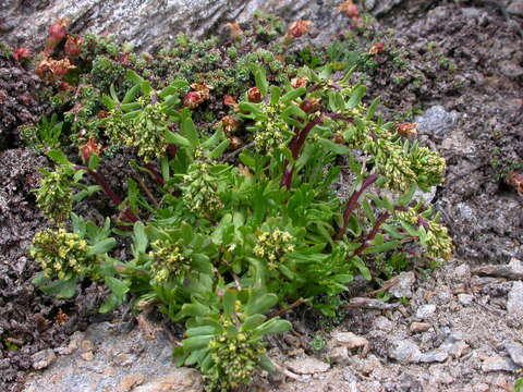 صورة Artemisia nivalis Br.-BI.