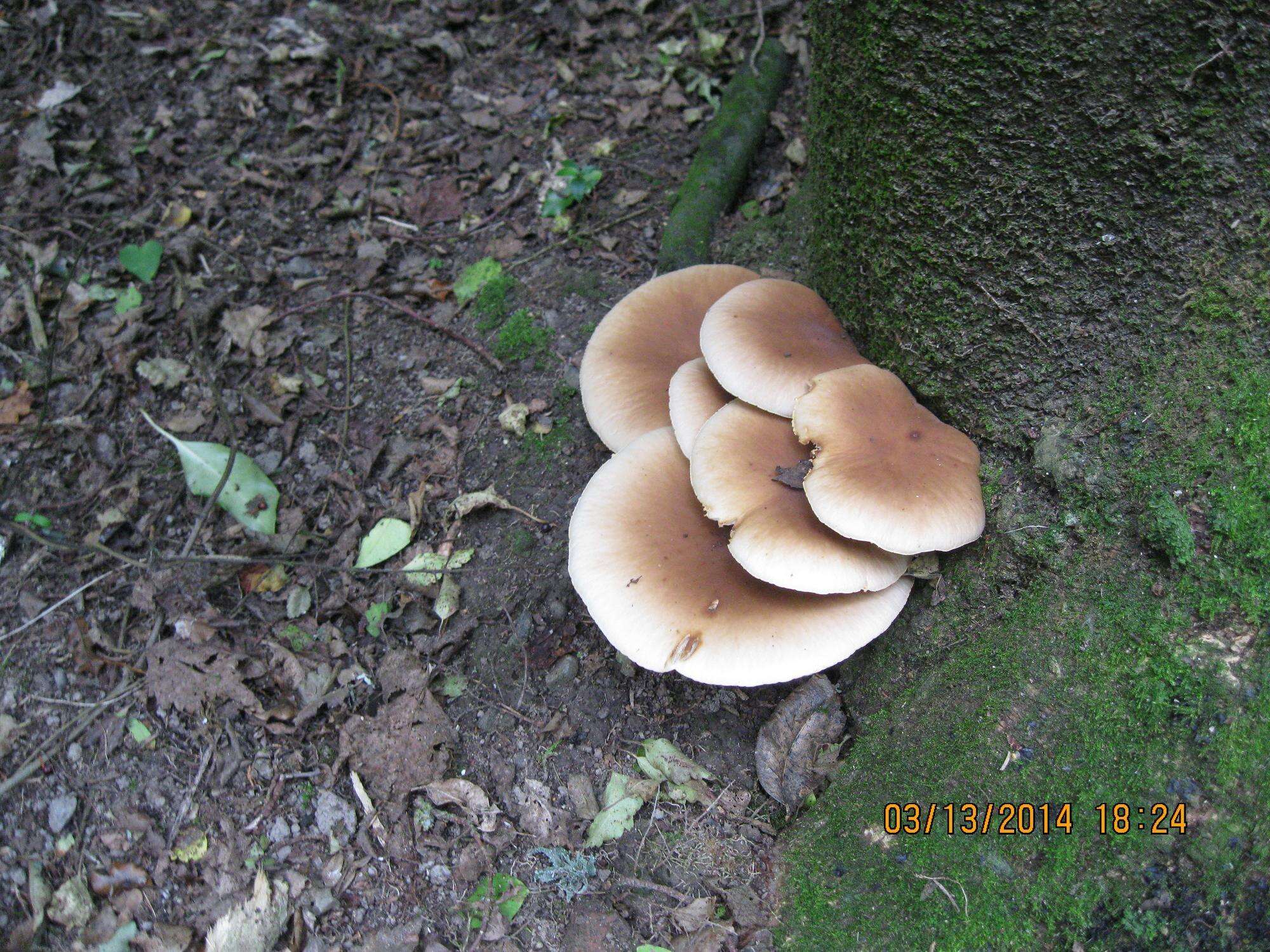 Image de Cyclocybe parasitica (G. Stev.) Vizzini 2014