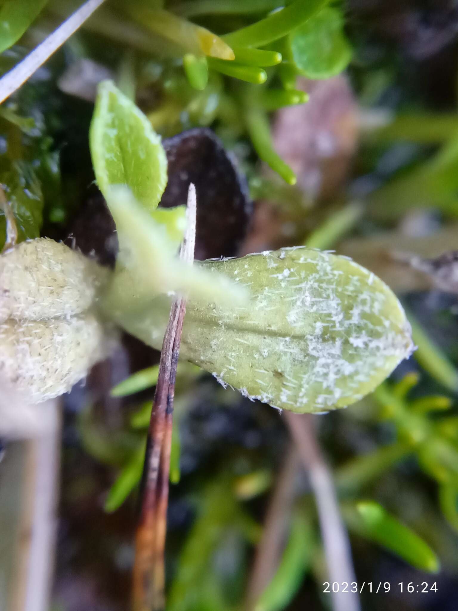 Image of Myosotis bryonoma Meudt, Prebble & Thorsen