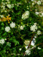 Imagem de Astrantia carniolica Jacq.