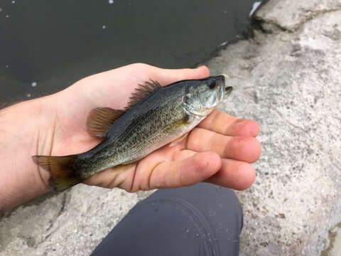 Image of black bass