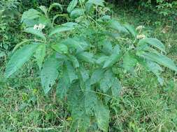 Image de Solanum umbellatum Mill.