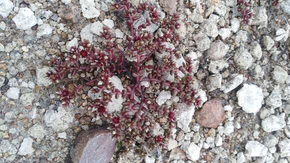 Image of Sedum vinicolor S. Wats.