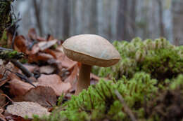 Image of Leccinum holopus (Rostk.) Watling 1960