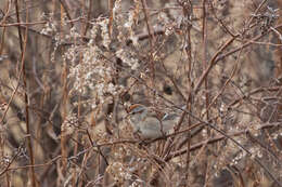 صورة Spizelloides arborea arborea (Wilson & A 1810)