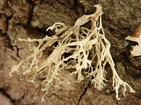 Imagem de Ramalina pollinaria (Westr.) Ach.