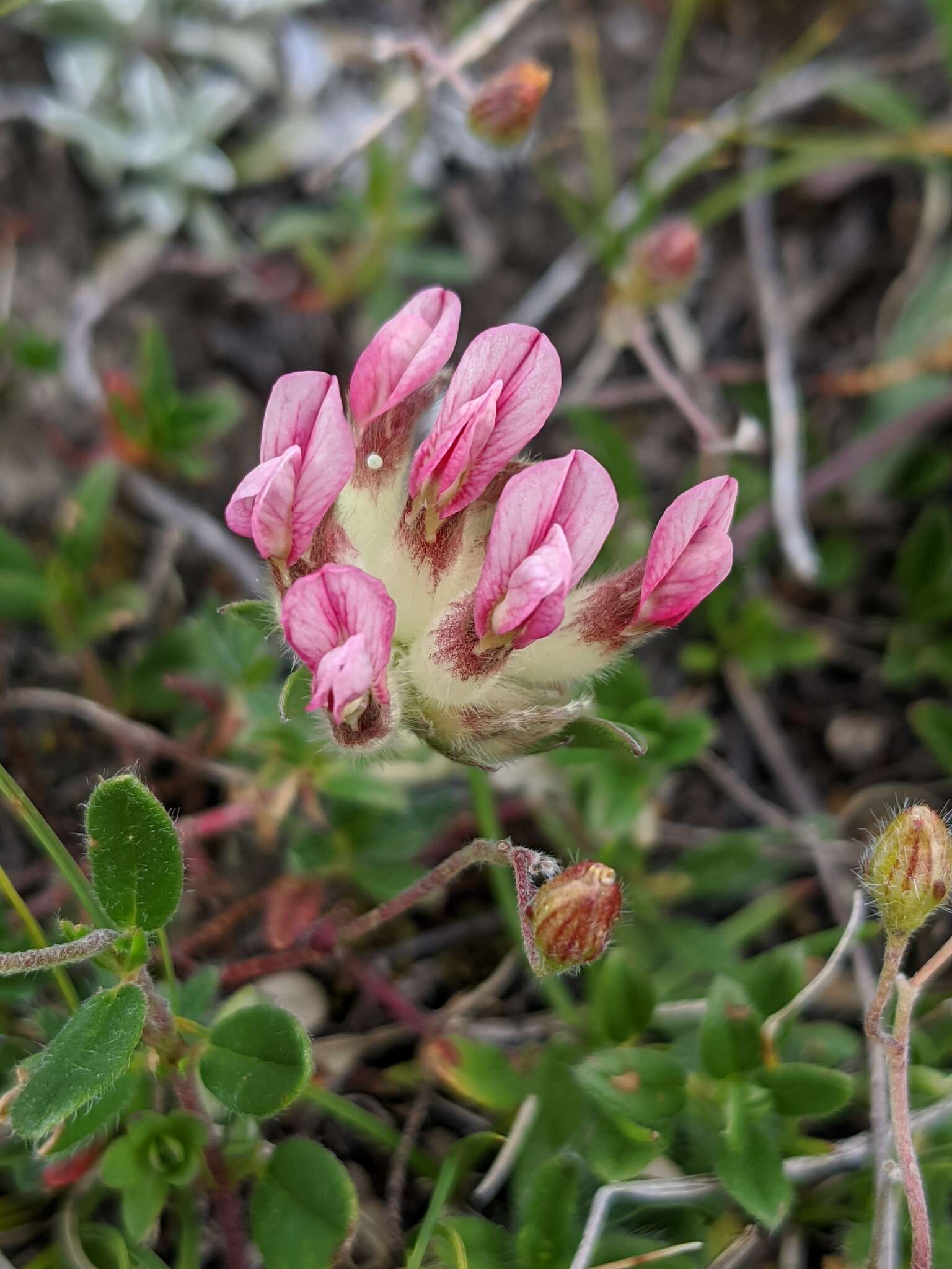 Image of Mountain Kidney Vetch