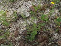 Image of Tagetes subulata Cerv.