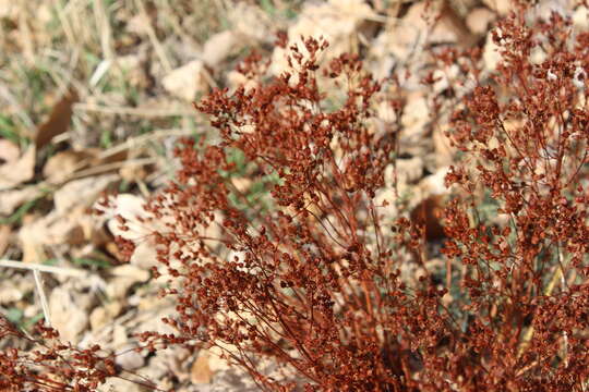 Image of Hypericum scabrum L.