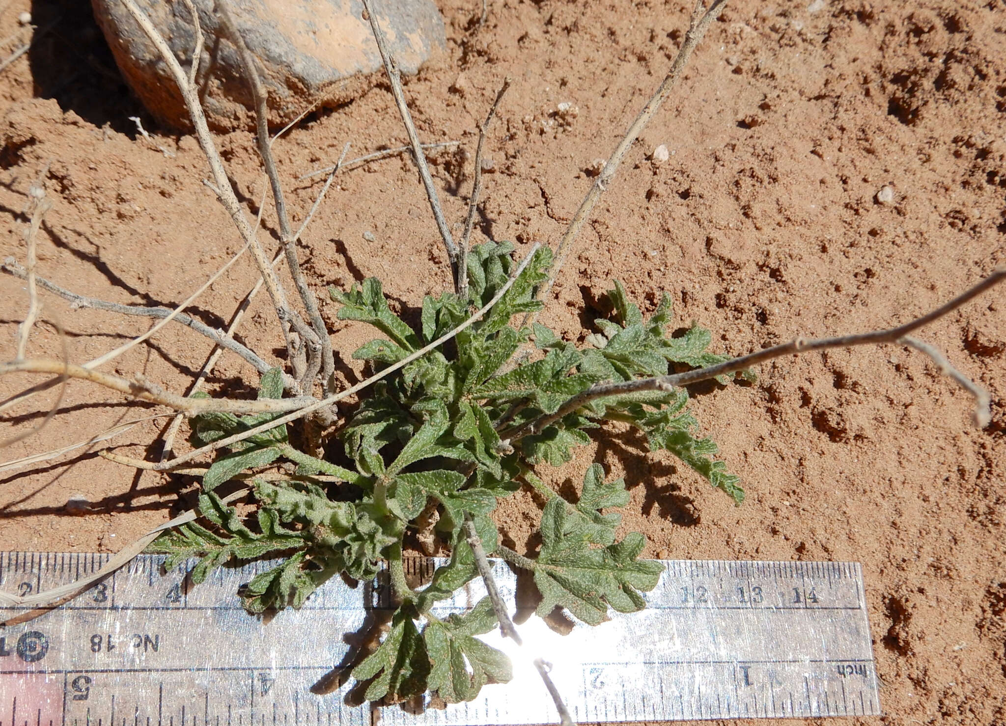 Слика од Sphaeralcea coccinea var. elata (Baker fil.) Kearney