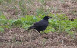 Imagem de Corvus frugilegus Linnaeus 1758