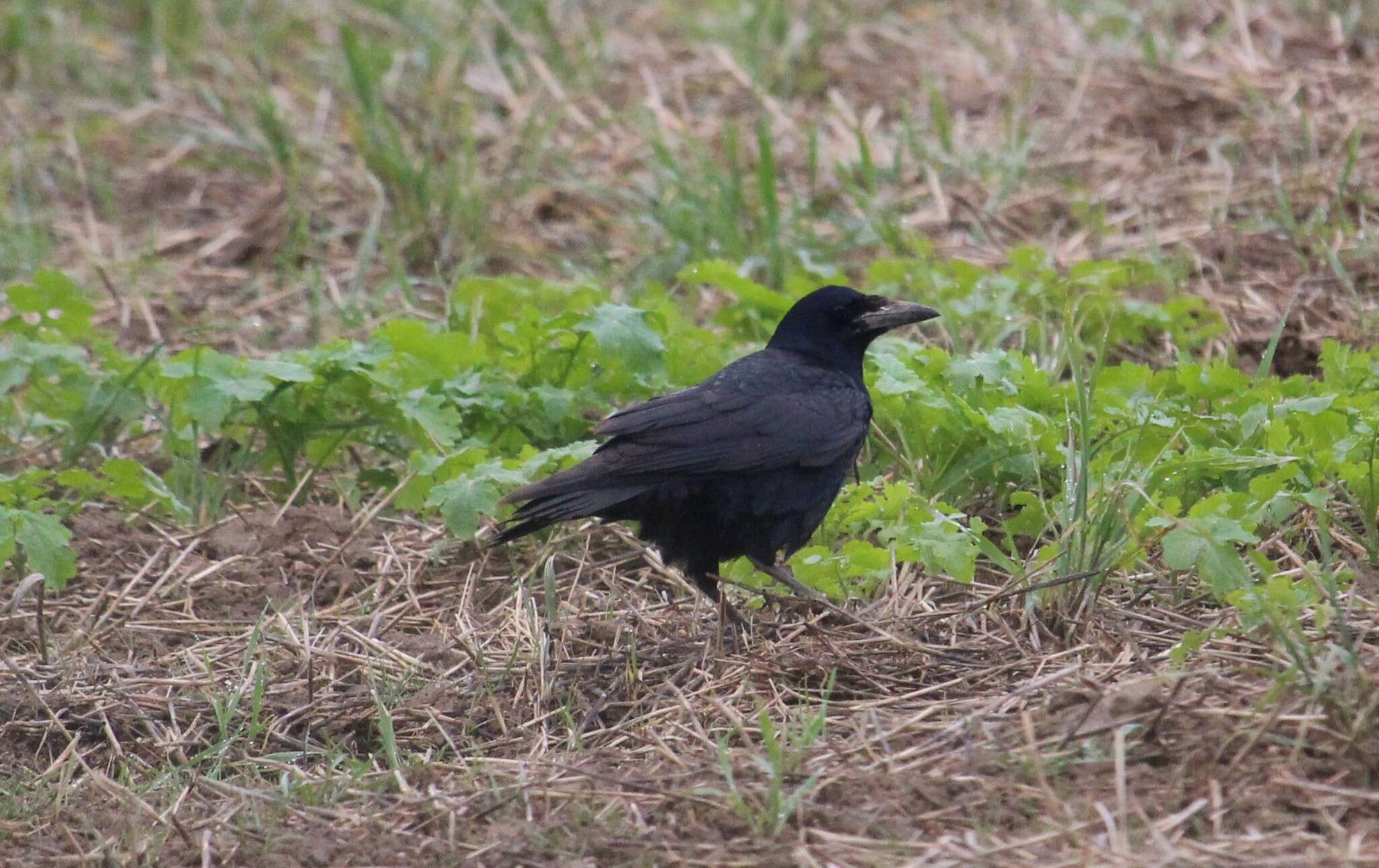 Imagem de Corvus frugilegus Linnaeus 1758