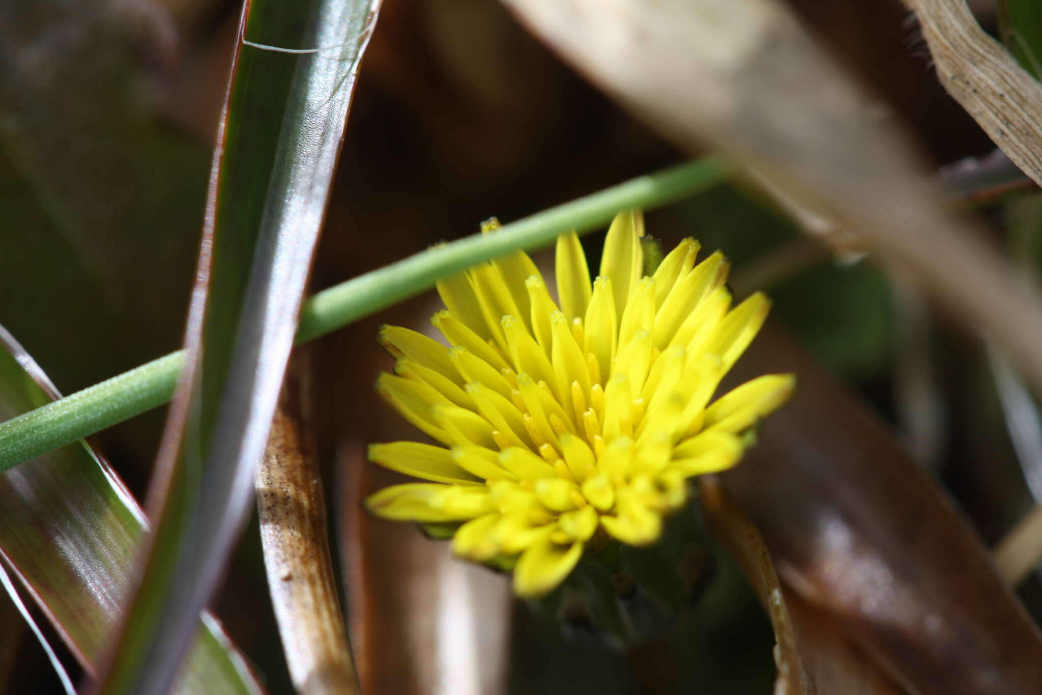 Image of Taraxacum zealandicum Dahlst.