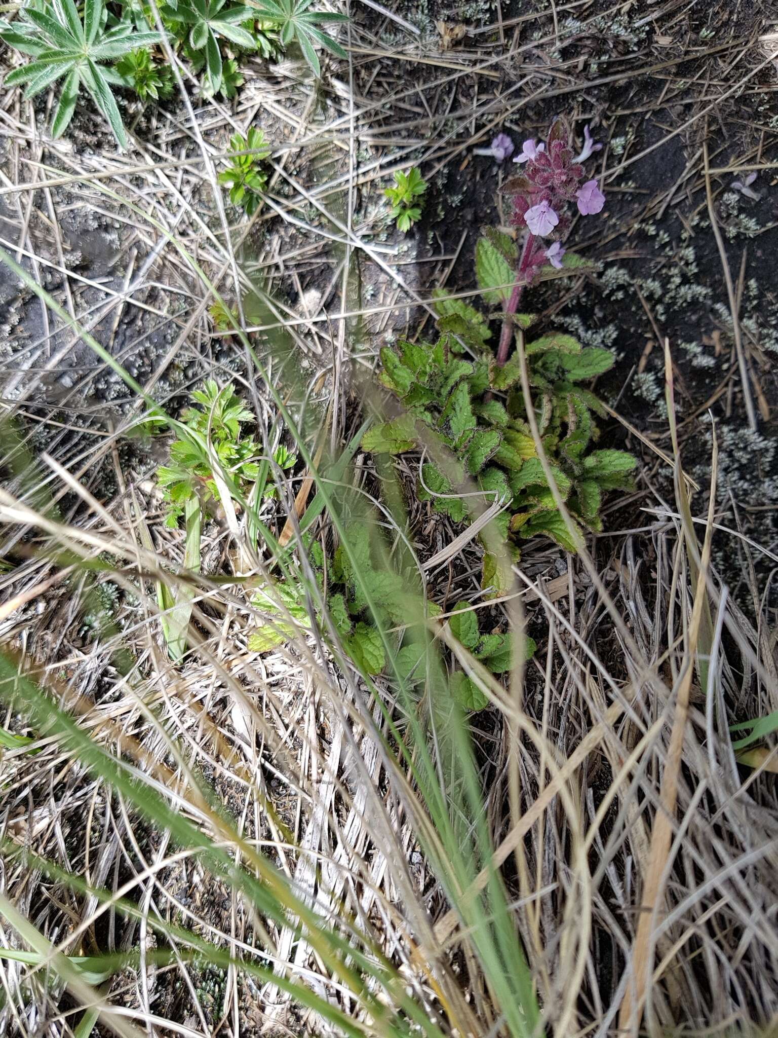 Stachys eriantha Benth.的圖片