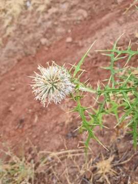 Image of Echinops maracandicus Bunge