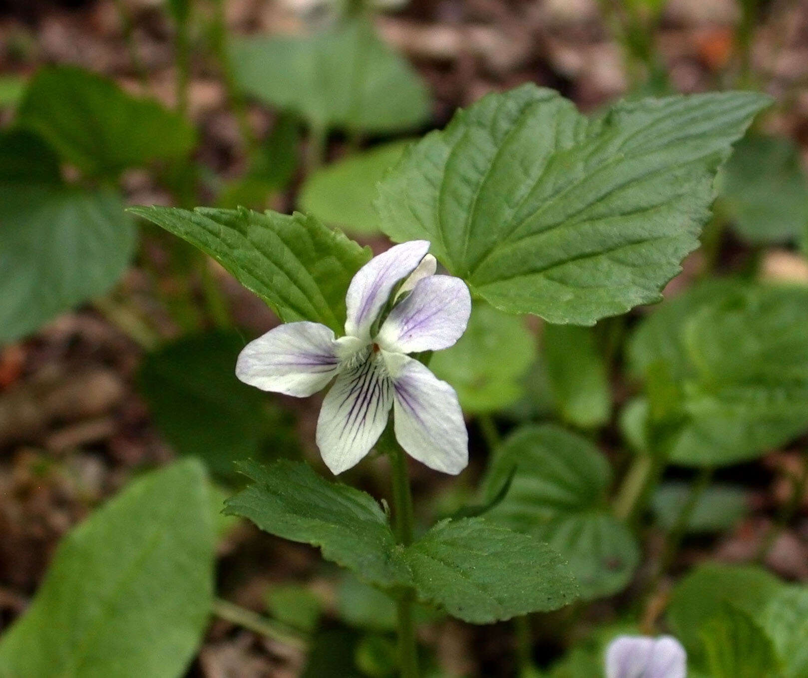 Слика од Viola brauniae Grover ex T. S. Cooperrider