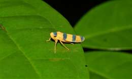 Image of Cardioscarta quadrifasciata (Linnaeus 1758)