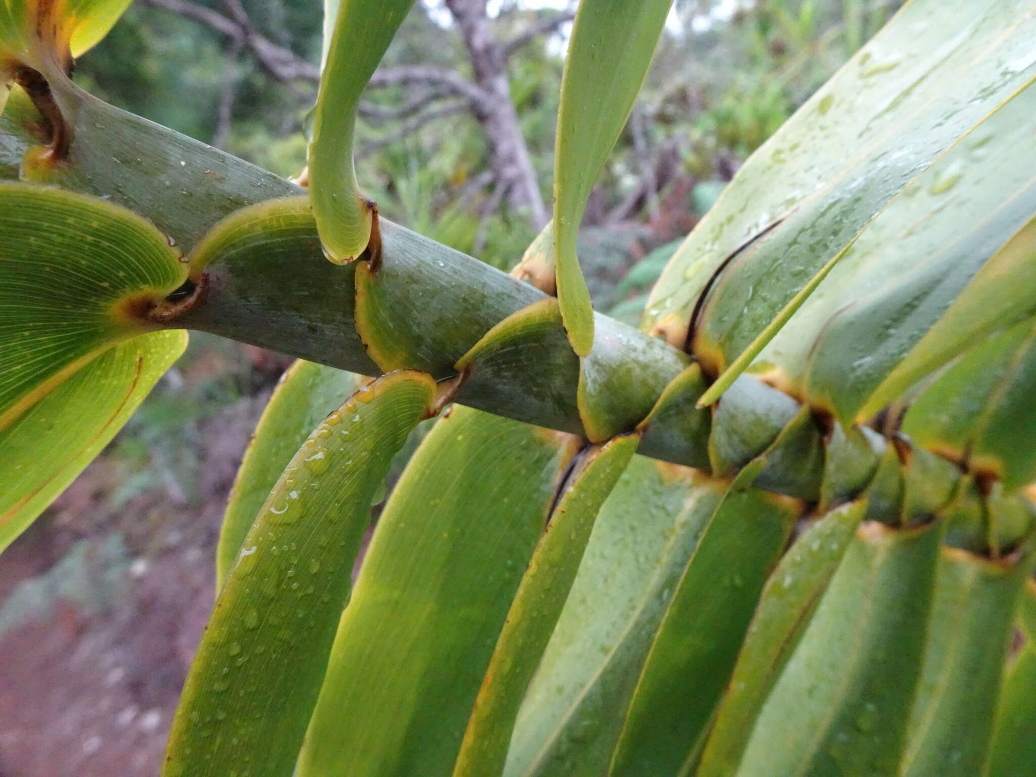 Imagem de Flagellaria neocaledonica Schltr.