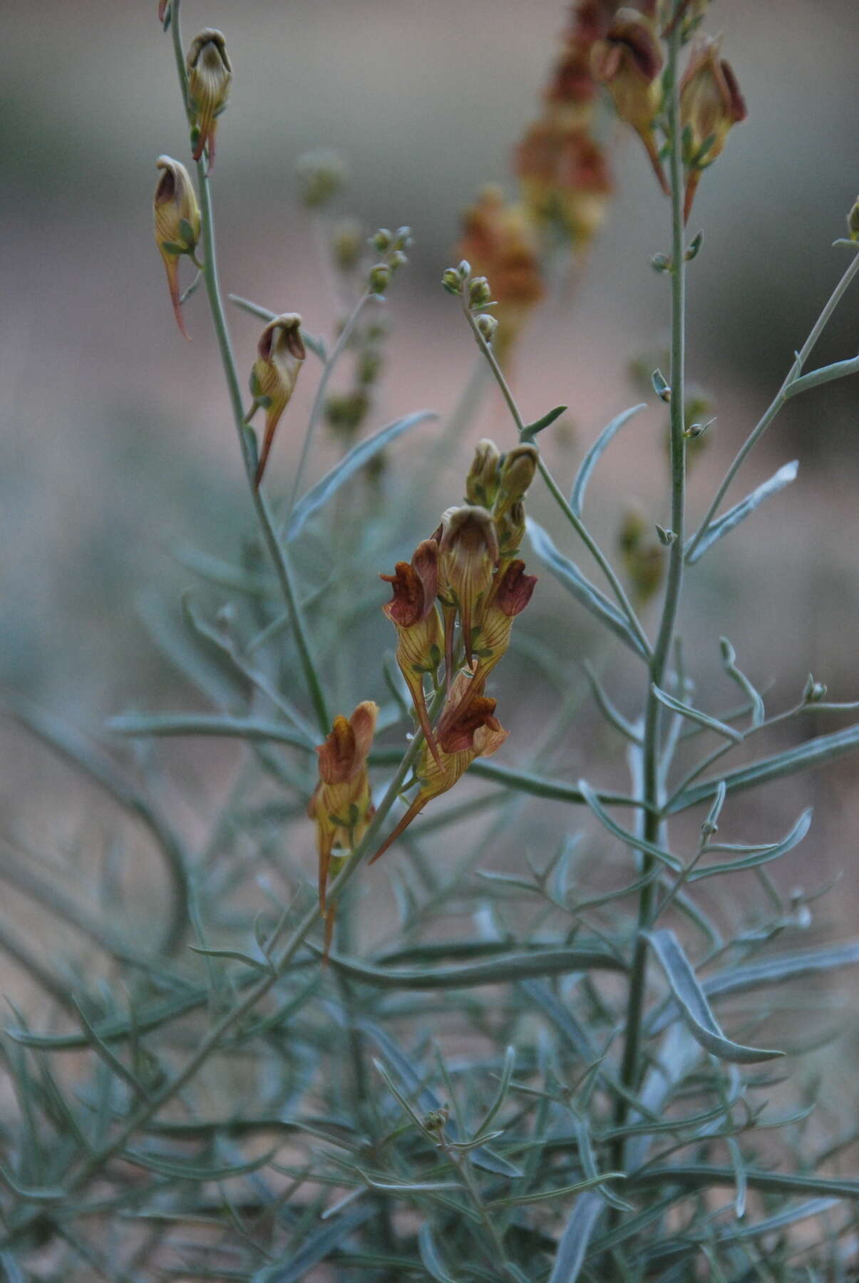 Image of Linaria hepatica Bunge ex Ledeb.