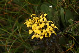 Soroseris hookeriana (C. B. Cl.) Stebbins的圖片