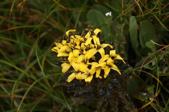 Image of Soroseris hookeriana (C. B. Cl.) Stebbins