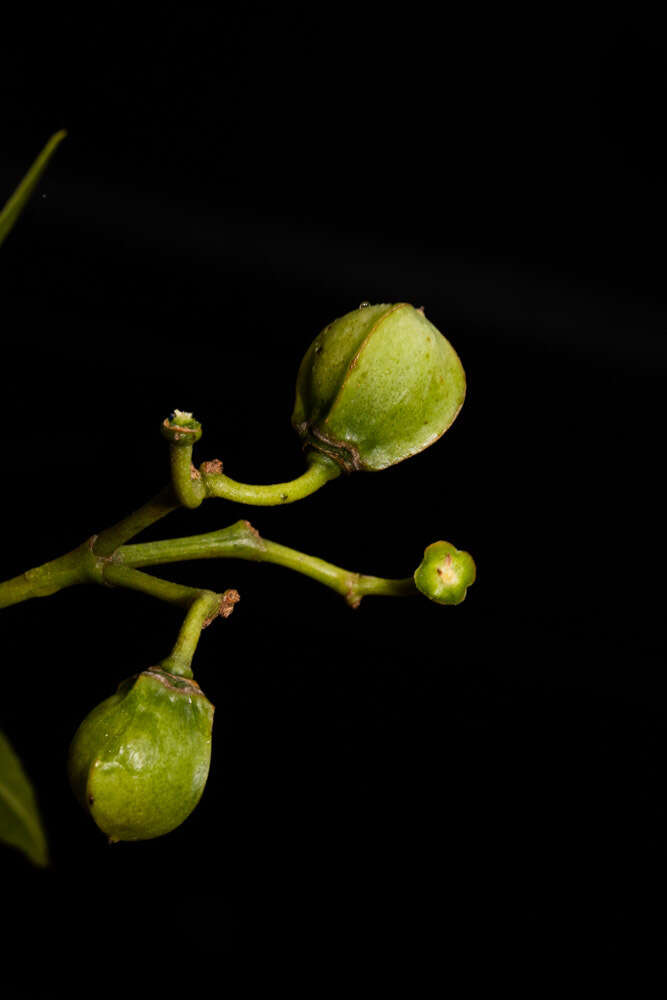 Image of Cissus bosseri Descoings