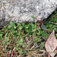 Image of Gonocarpus micranthus Thunb.