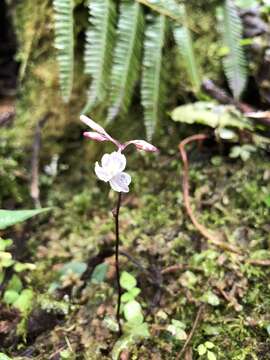 Imagem de Gymnosiphon suaveolens (H. Karst.) Urb.