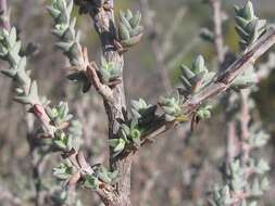 Image of Nenax cinerea (Thunb.) Puff