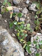 Image of showy pigeonpea