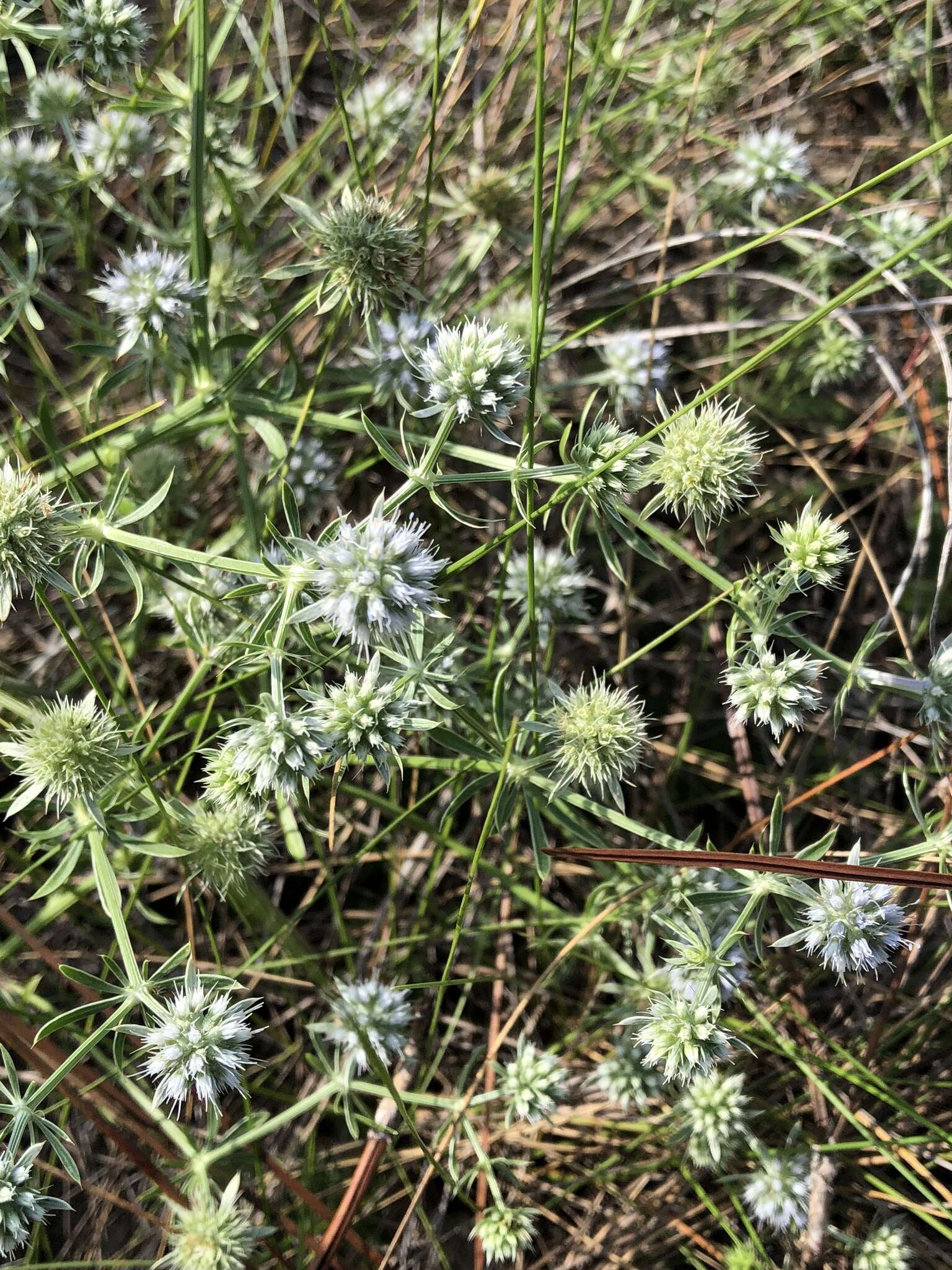 Eryngium aromaticum Baldw. resmi