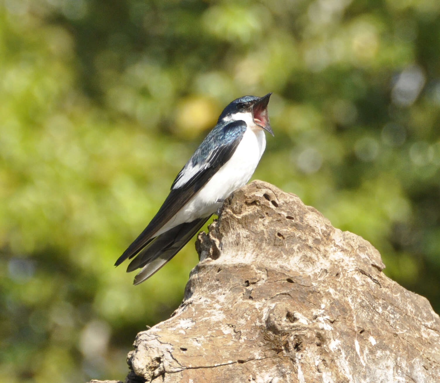 Image of White-winged Swallow