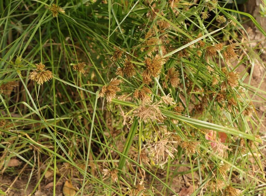 Image of manyspike flatsedge