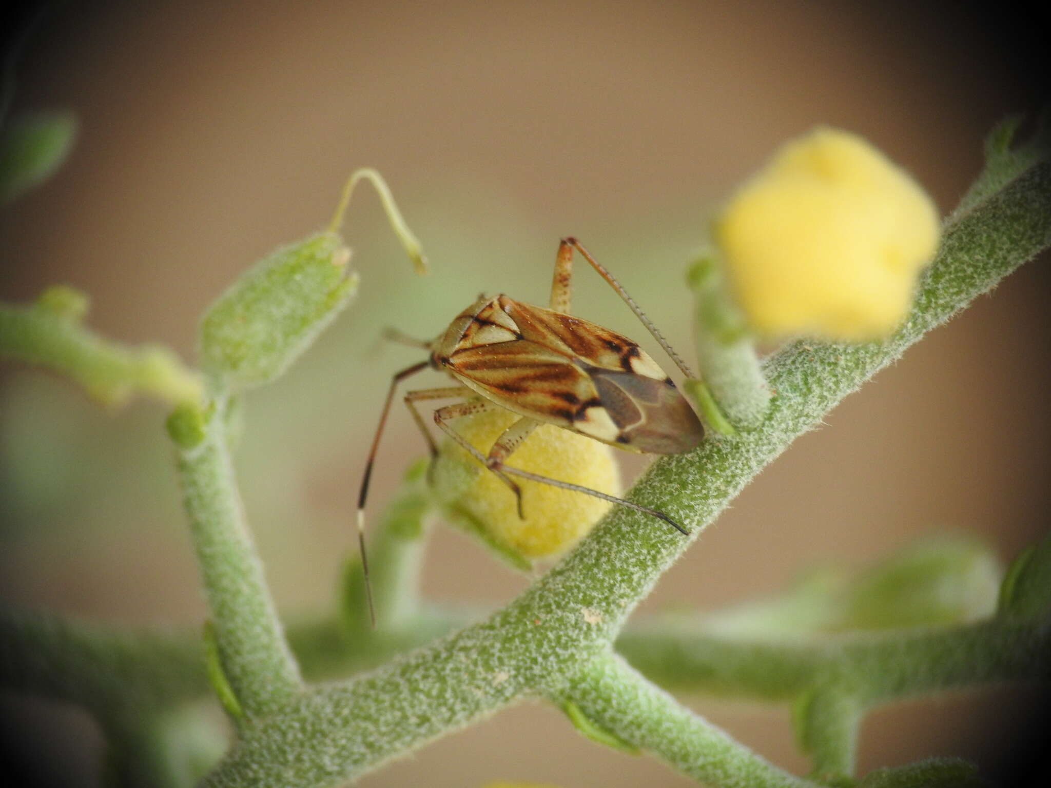 Image of Closterotomus krueperi (Reuter 1880)