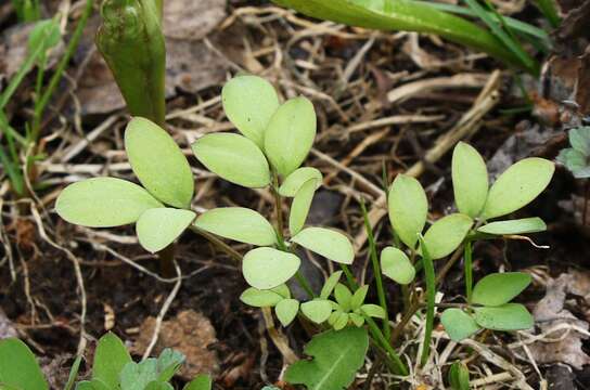 Image of Corydalis ambigua Cham. & Schltdl.