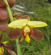 Plancia ëd Eulophia streptopetala Lindl.