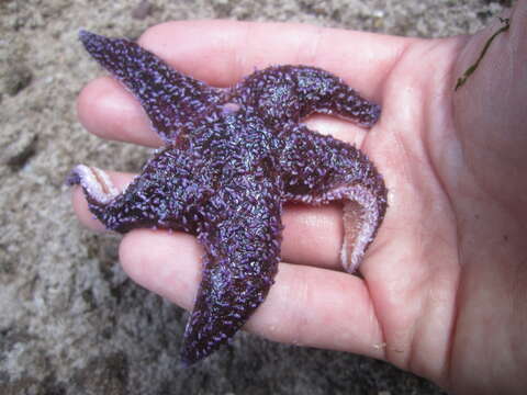 Image of Common sea star