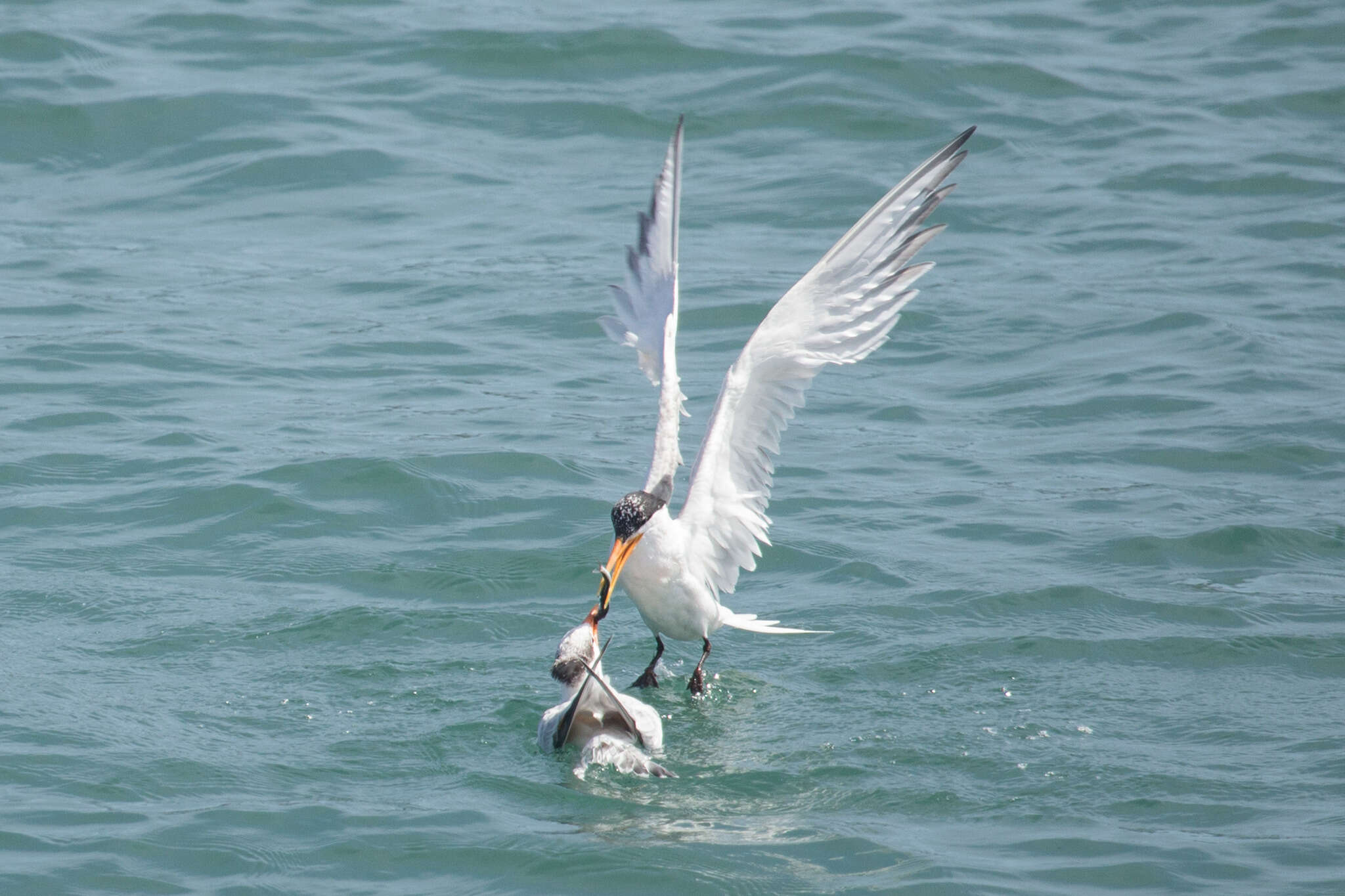 Image of Elegant Tern