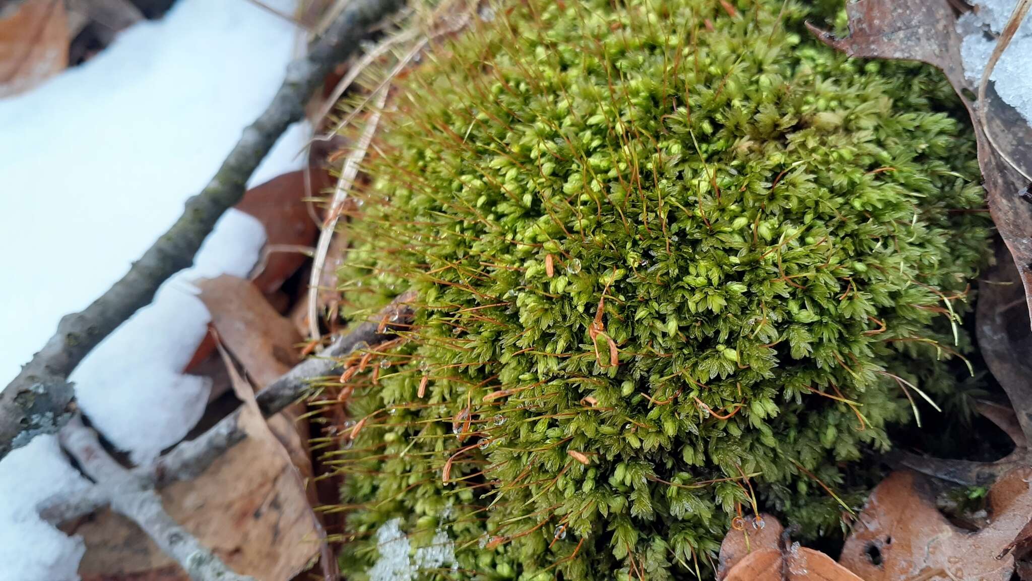 Image of aulacomnium moss