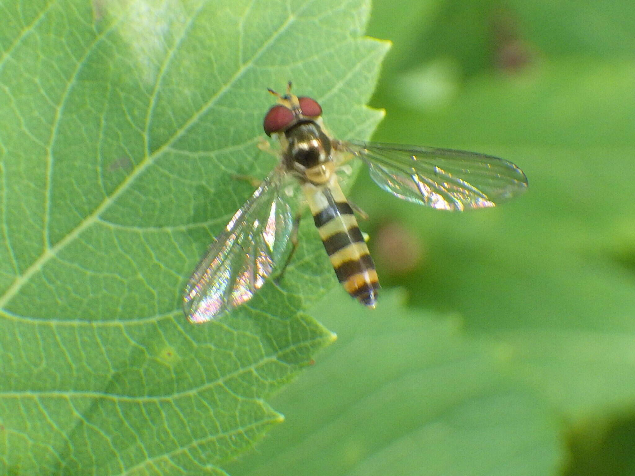 Image of Banded Meliscaeva