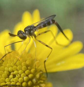 Image of <i>Stylogaster beresfordi</i>