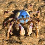 Image of Light-blue Soldier Crab